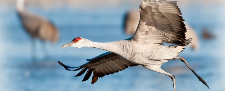 Crane migration in Kearney, NE
